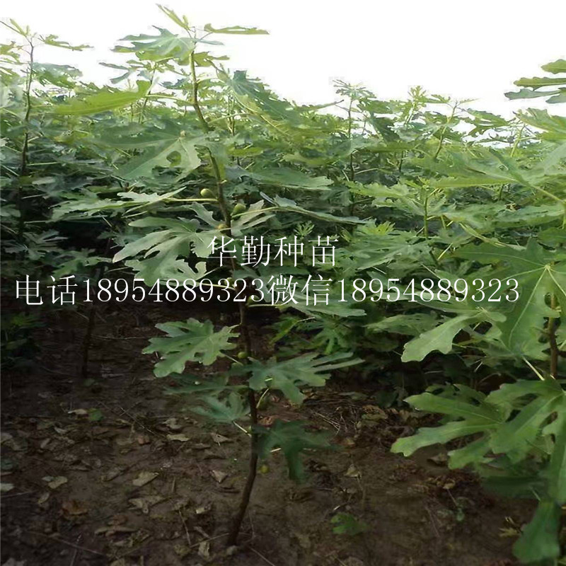 早熟布蘭瑞克無花果苗  適應(yīng)北方種植