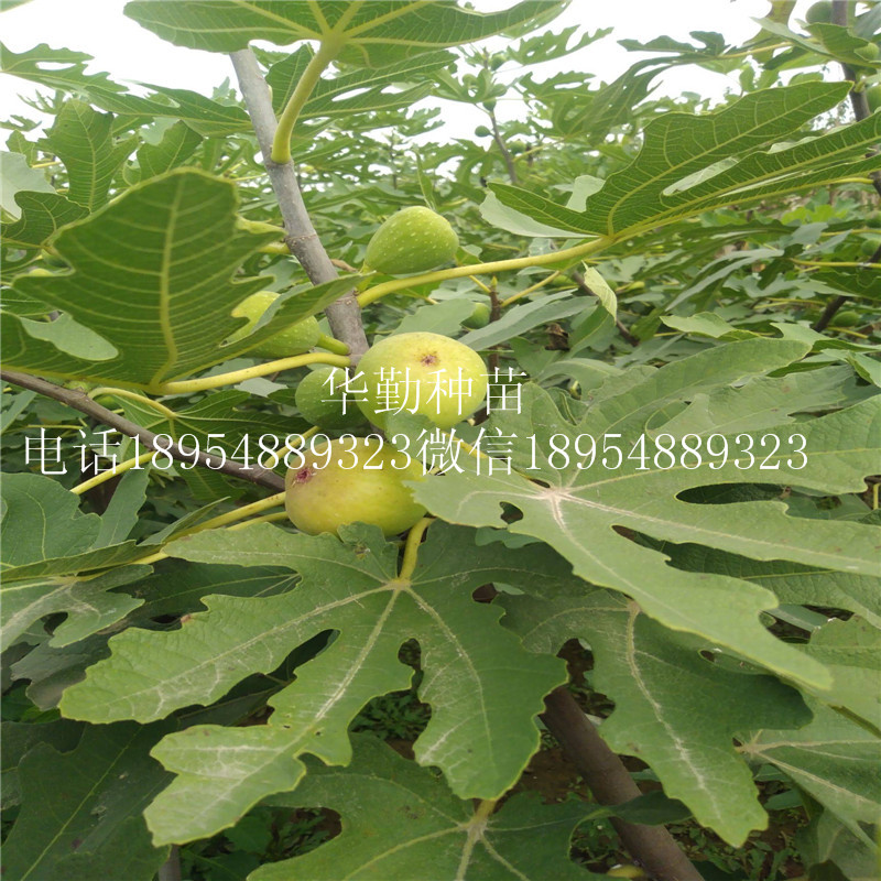 大棚種植布蘭瑞克  品種