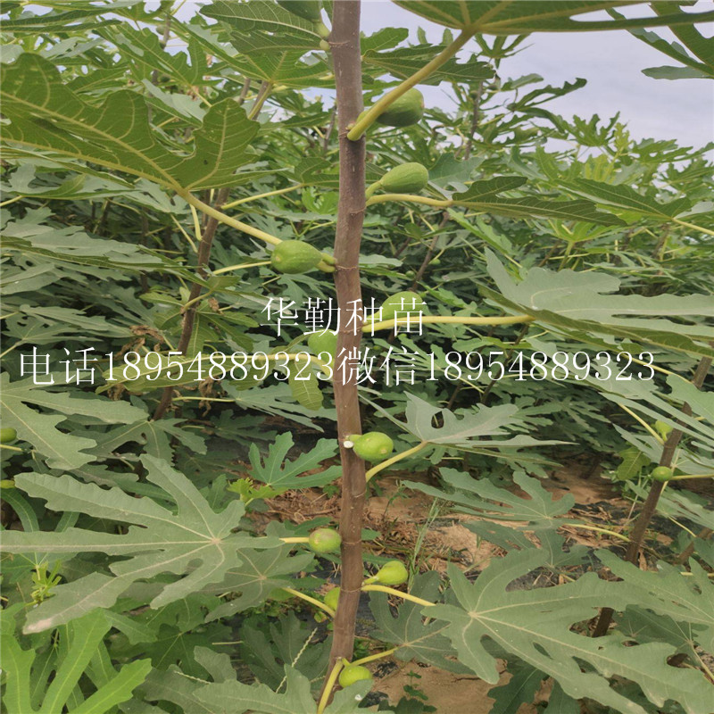 露天品種布蘭瑞克  露天種植技術