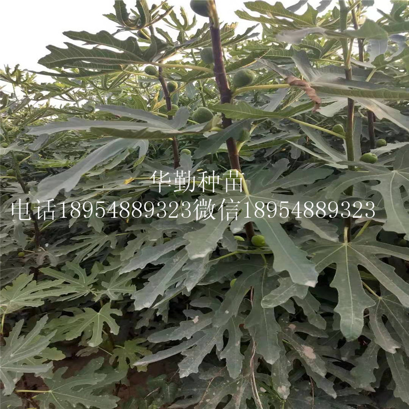 泰安布蘭瑞克無(wú)花果  今日報價(jià)