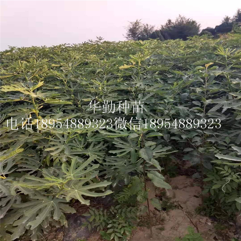 無花果苗布蘭瑞克芬樹  耐修剪品種