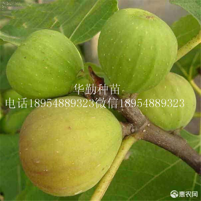 布蘭瑞克  口感甜果型大