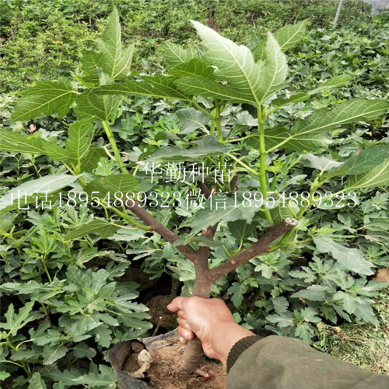 布兰瑞克无花果苗  几月种植