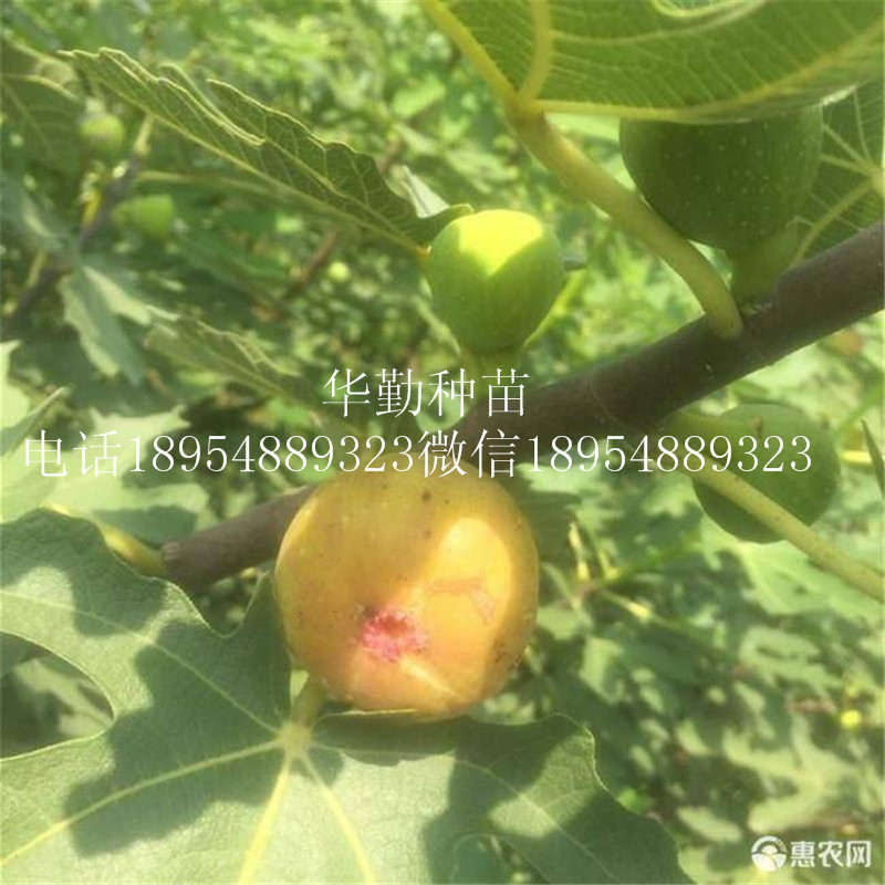 大棚種植布蘭瑞克  今日?qǐng)?bào)價(jià)