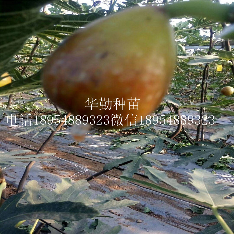 泰安布蘭瑞克無花果  品種介紹