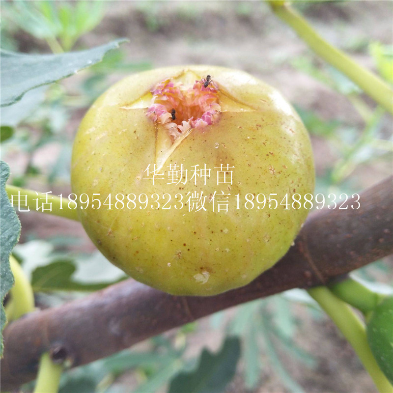 無花果布蘭瑞克樹苗  今日報價