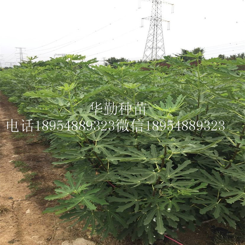 布蘭瑞克  品種介紹