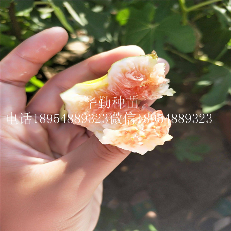 山東布蘭瑞克無(wú)花果  育苗場(chǎng)