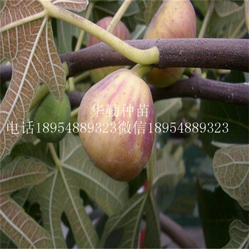 早熟布蘭瑞克無花果苗今年行情