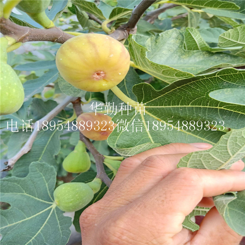 早熟布蘭瑞克無(wú)花果苗  根系發(fā)達(dá)