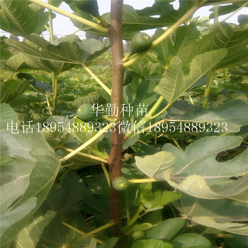 泰安布蘭瑞克無(wú)花果  今日報價(jià)