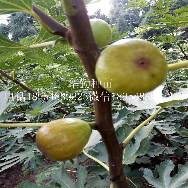 山東布蘭瑞克無(wú)花果  大棚品種