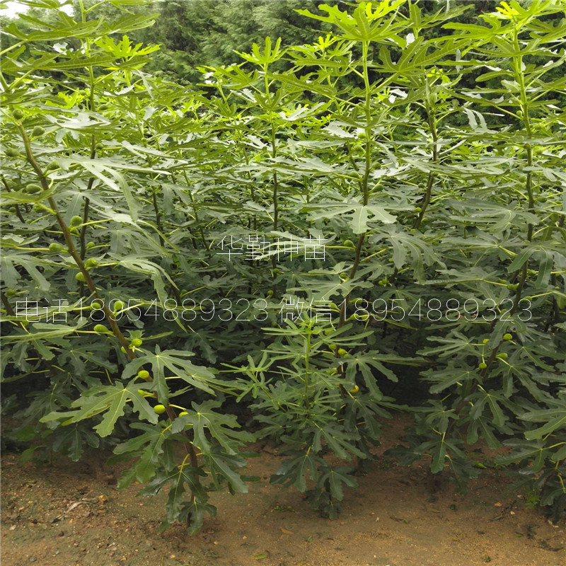 山東布蘭瑞克無花果  耐寒品種