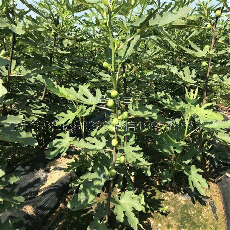 無花果布蘭瑞克樹苗  今日報價