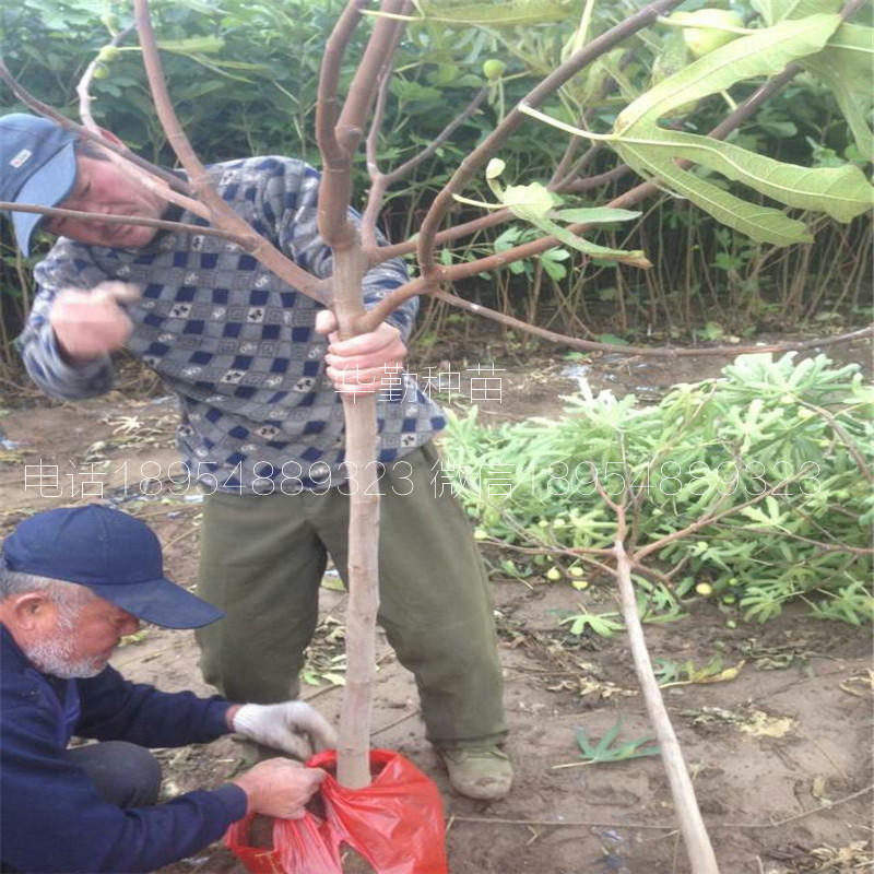 1公分布兰瑞克无花果  适合山地种植