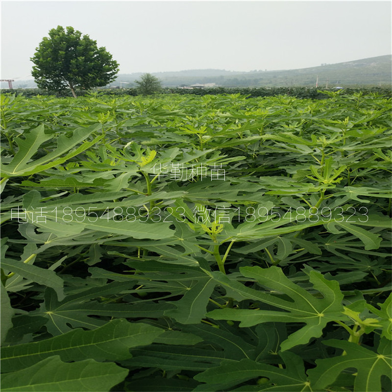 布蘭瑞克果樹苗  露天品種
