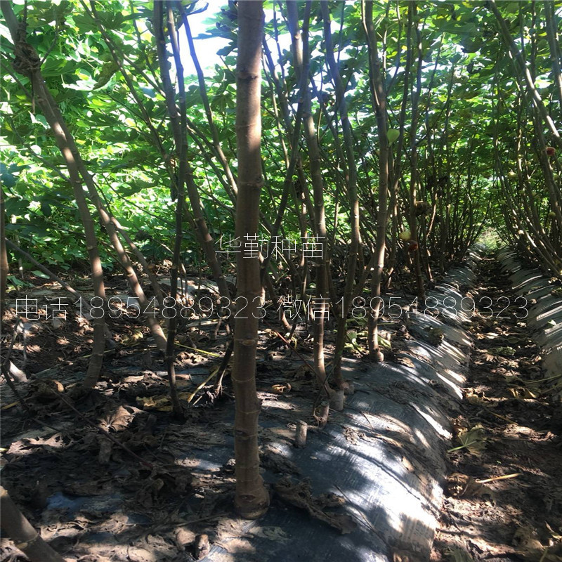 泰安布兰瑞克无花果  种植技术