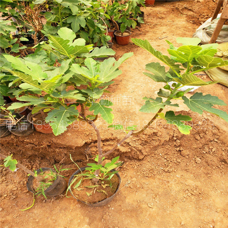 大棚种植布兰瑞克  山东育苗场