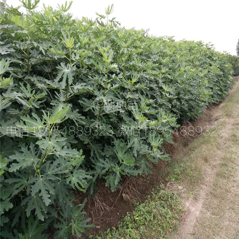 泰安布兰瑞克无花果  适合山地种植