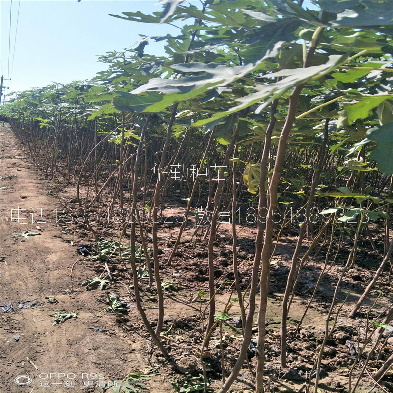 当年的布兰瑞克无花果  适应北方种植