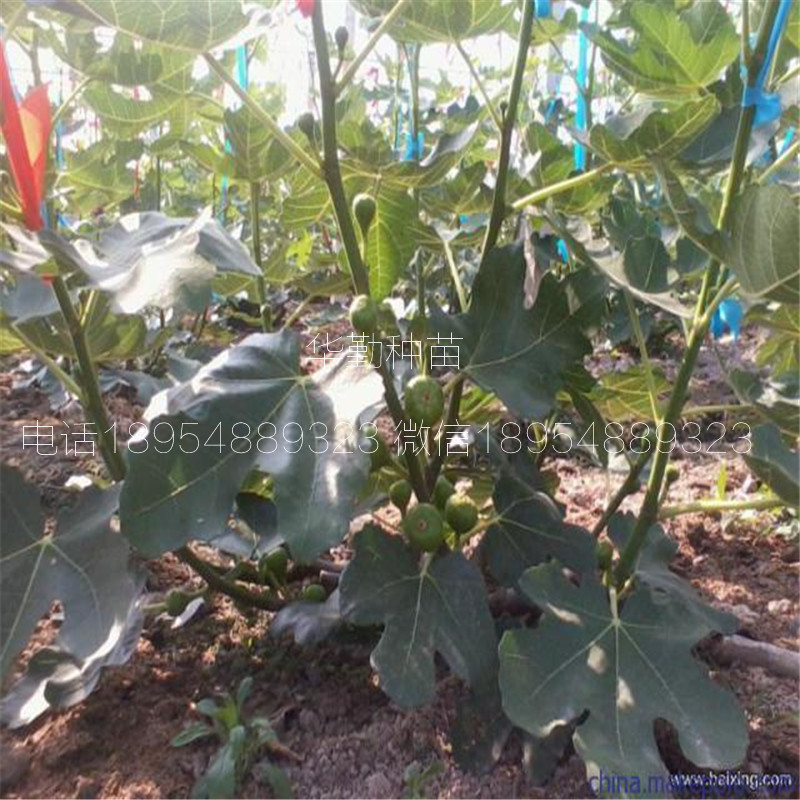 山東布蘭瑞克無(wú)花果  育苗場(chǎng)