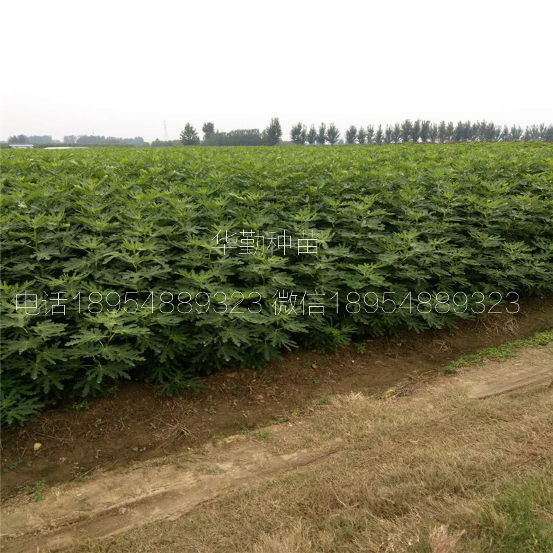 北集坡布蘭瑞克無花果  耐修剪品種