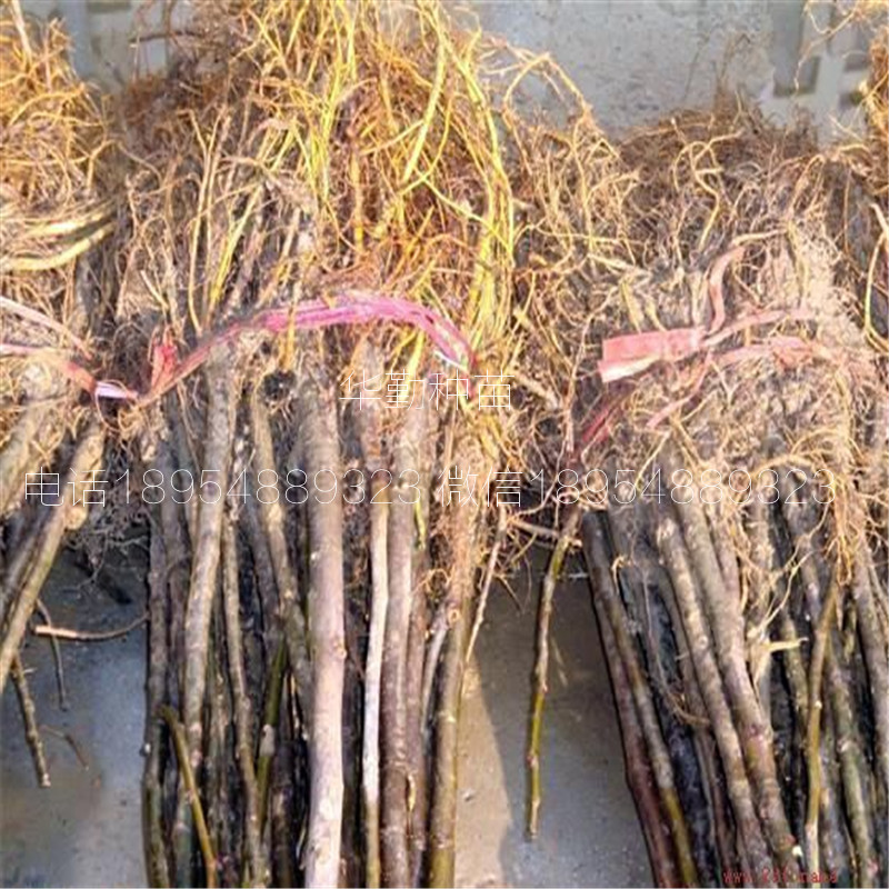 無(wú)花果苗布蘭瑞克芬樹(shù)  根系發(fā)達(dá)