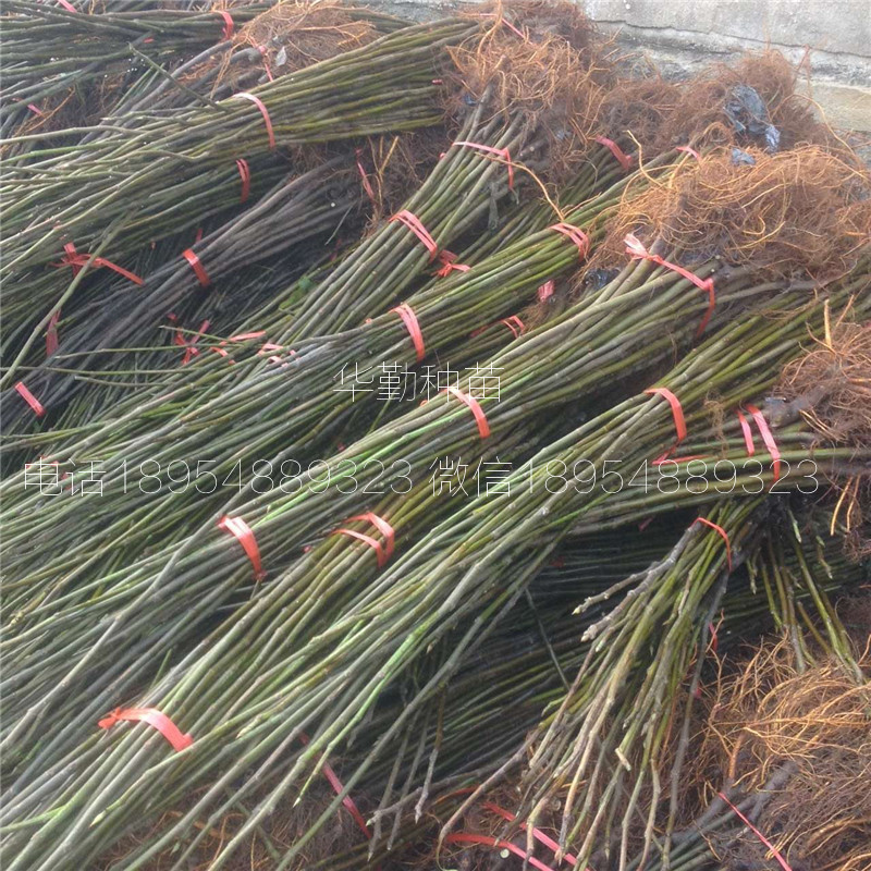 北集坡布蘭瑞克無(wú)花果  露天品種
