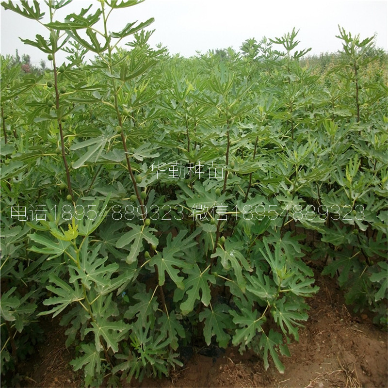 布蘭瑞克無花果苗  品種介紹