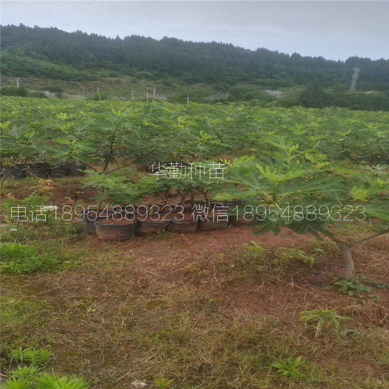 泰安布兰瑞克无花果  适合山地种植