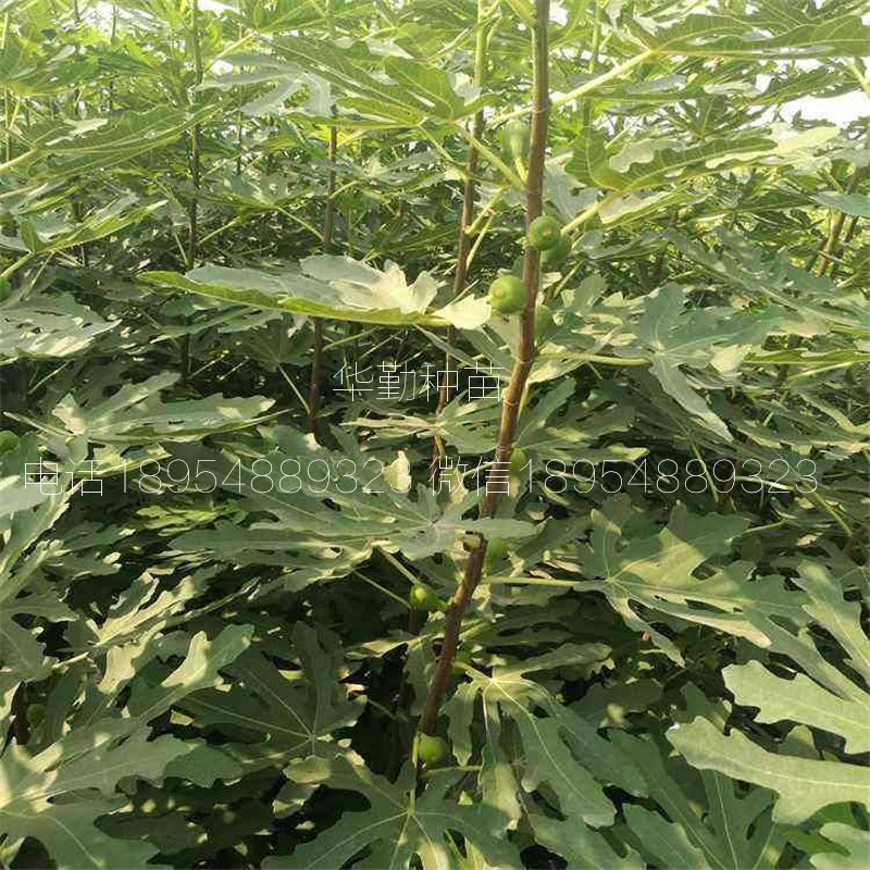 无花果布兰瑞克树苗  露天种植技术