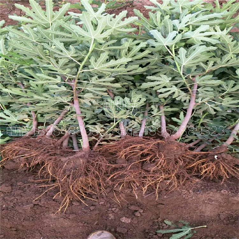 無花果布蘭瑞克樹苗  今日報價