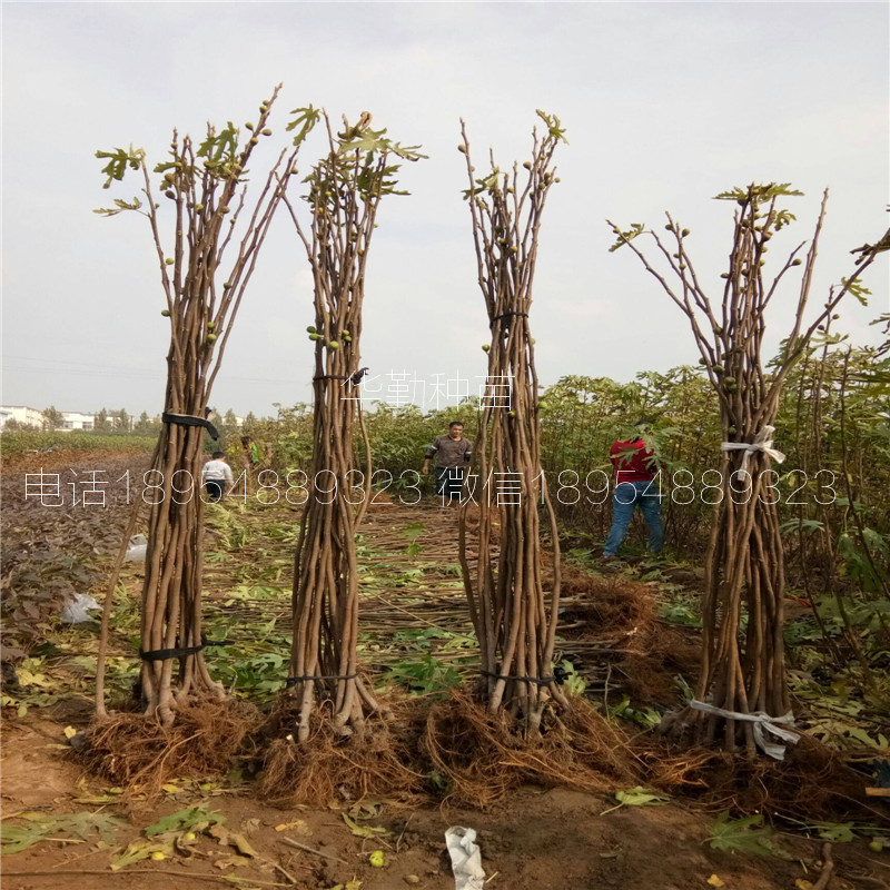 無(wú)花果苗布蘭瑞克芬樹(shù)  種植技術(shù)