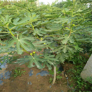 當年掛果的布蘭瑞克口感甜果型大