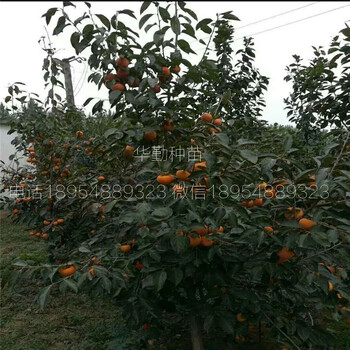 青脆柿子品種價(jià)格便宜的柿子苗