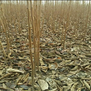 摘下来就可以吃的柿子甜柿一亩地种植多少棵