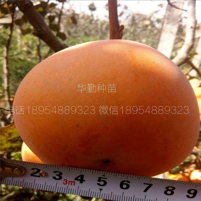 北集坡脆甜柿子苗多少钱一根 2019年新报价柿子苗价格