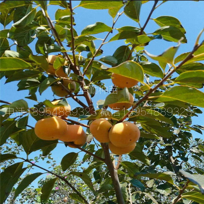 甜柿子苗种苗批发，根系发达，甜柿一亩地种植多少棵