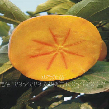 脆甜柿子新品種種植技術(shù)品種的柿子苗基地