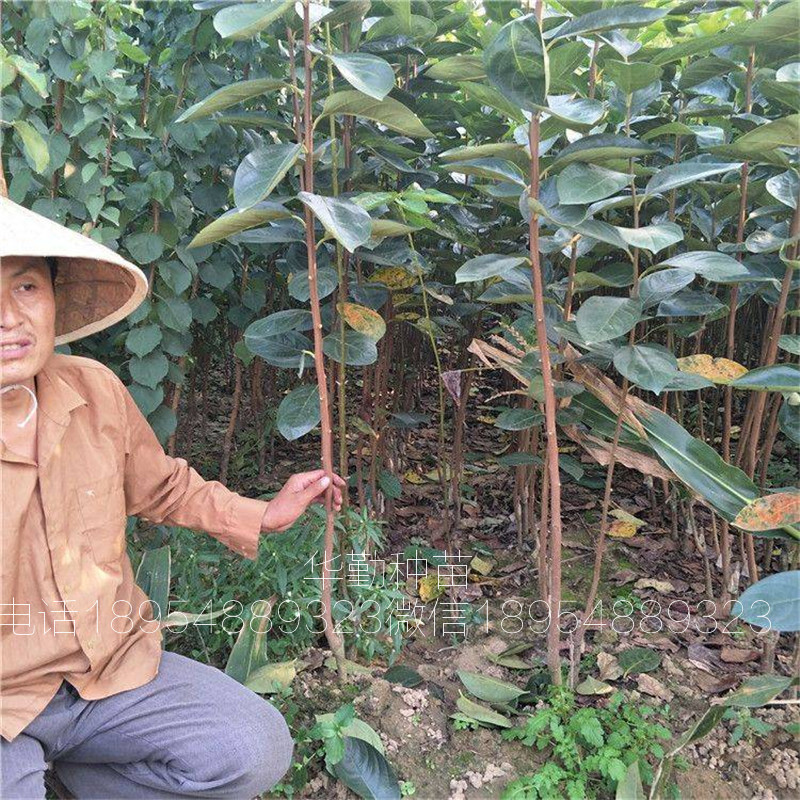 适合山区种植的甜柿  甜柿一亩地种植多少棵