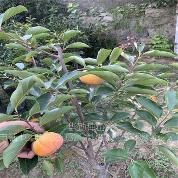 山東脆甜柿子苗大量供應(yīng)品種柿子樹苗