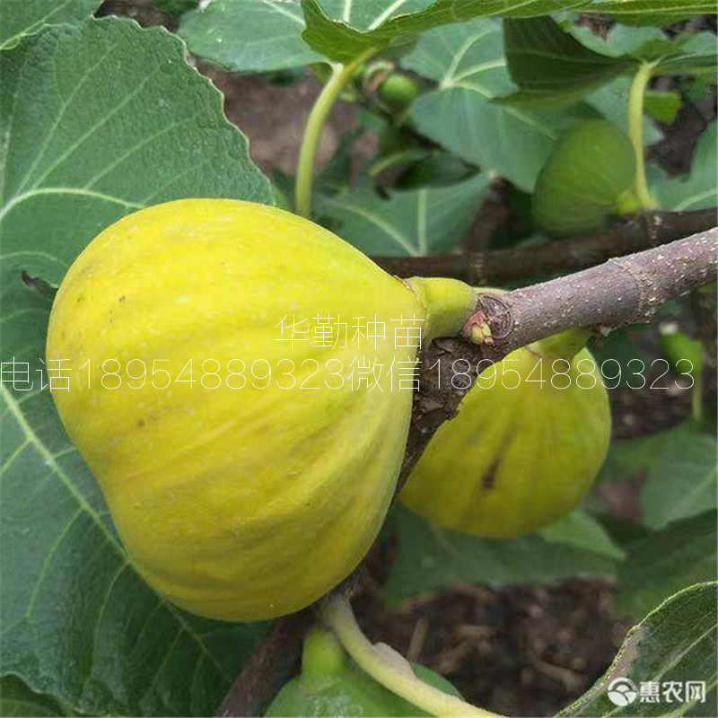 新疆無花果品種，多少錢，新疆黃無花果苗，