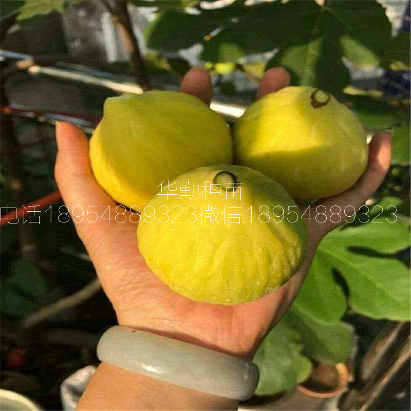 新疆早黃無(wú)花果苗，種植介紹，早黃無(wú)花果樹(shù)苗，