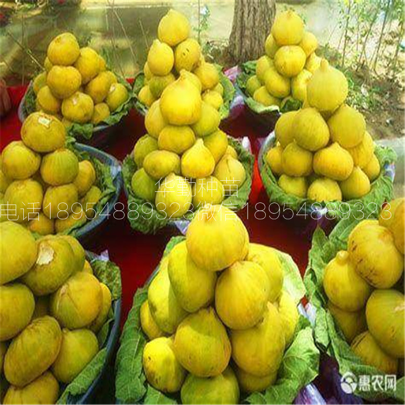 糖包子無花果樹苗，根系發(fā)達(dá)，早黃無花果樹苗，
