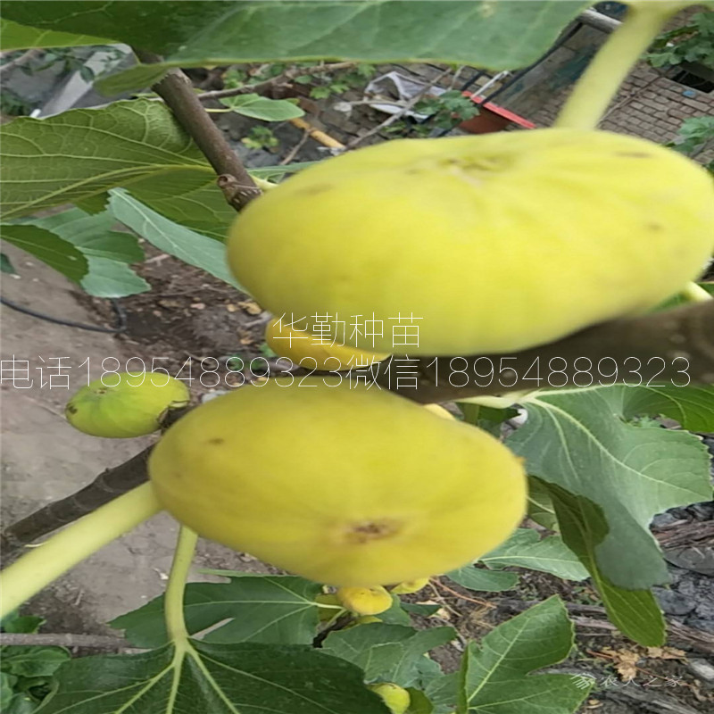 早黃無花果樹苗，大型育苗基地，1公分早黃無花果苗，