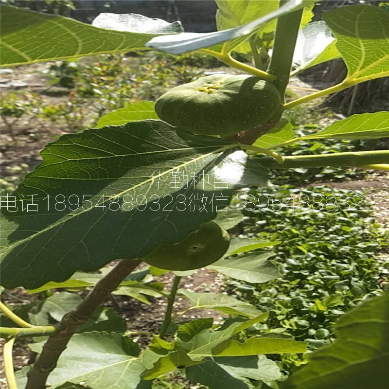 新疆無(wú)花果品種，大量現(xiàn)貨，3公分早黃無(wú)花果樹(shù)苗，