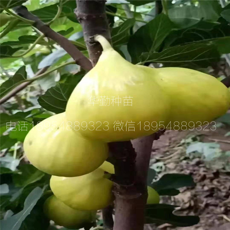 糖包子無花果樹苗，根系發(fā)達(dá)，早黃無花果樹苗，