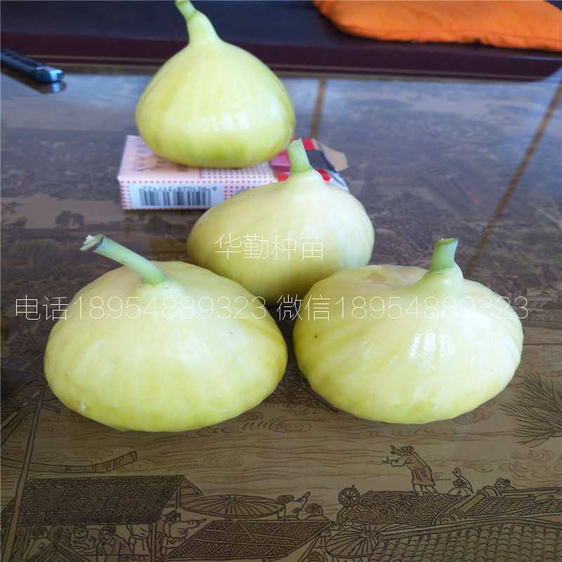 早黃無花果樹苗，大型育苗基地，1公分早黃無花果苗，