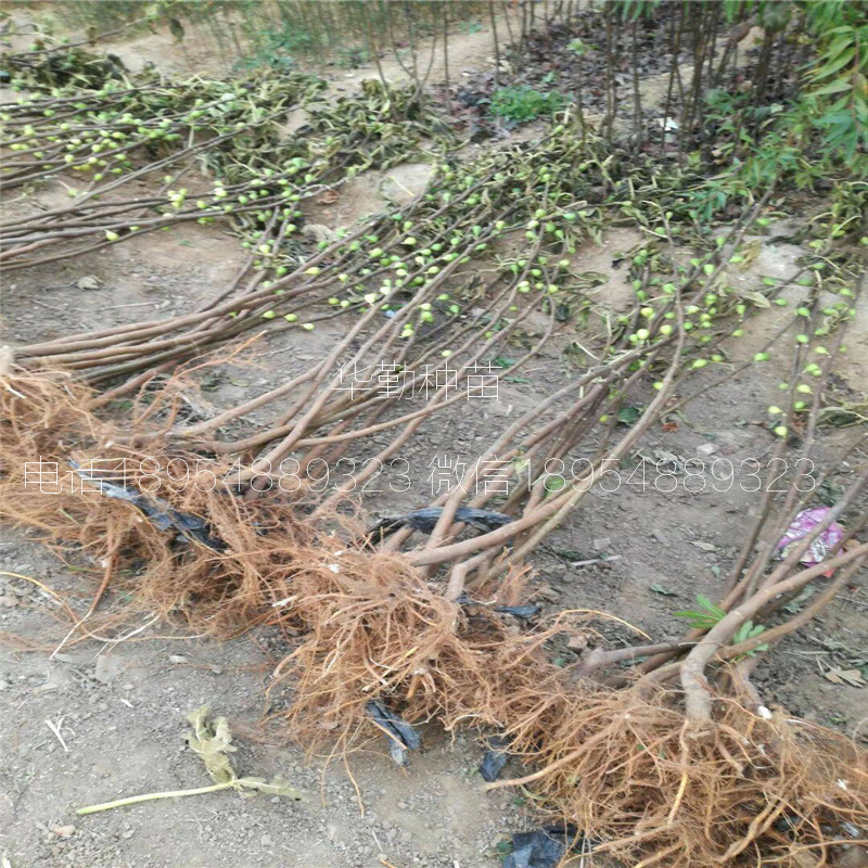 早黄无花果树苗，发货讯速，2公分早黄无花果树苗，