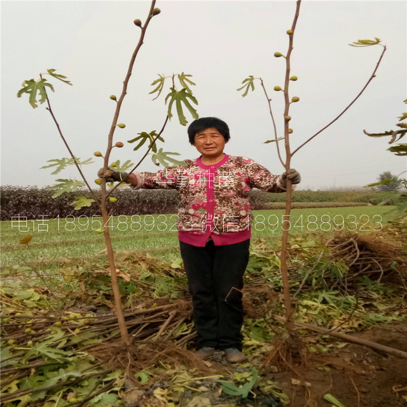 早黃無花果樹苗，大型育苗基地，1公分早黃無花果苗，